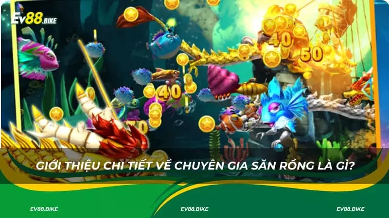 Giới thiệu chi tiết về chuyên gia săn rồng là gì?